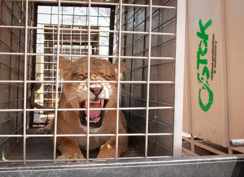 Muchos de estos animales han sido incautados a personas vinculadas con el narcotráfico. El problema continúa. FOTO afp 
