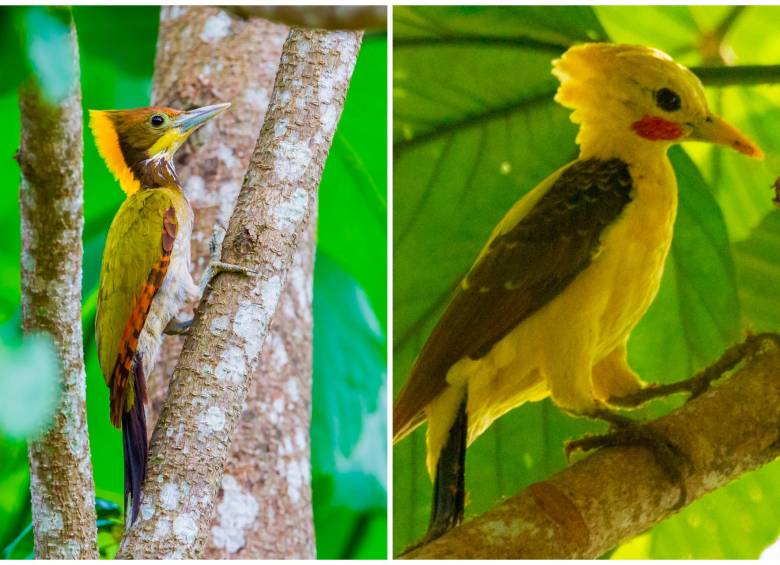 Dos ejemplares de carpintero amarillo (Celeus flavus): el de la izquierda es hembra y el de la derecha, macho. FOTOS Getty