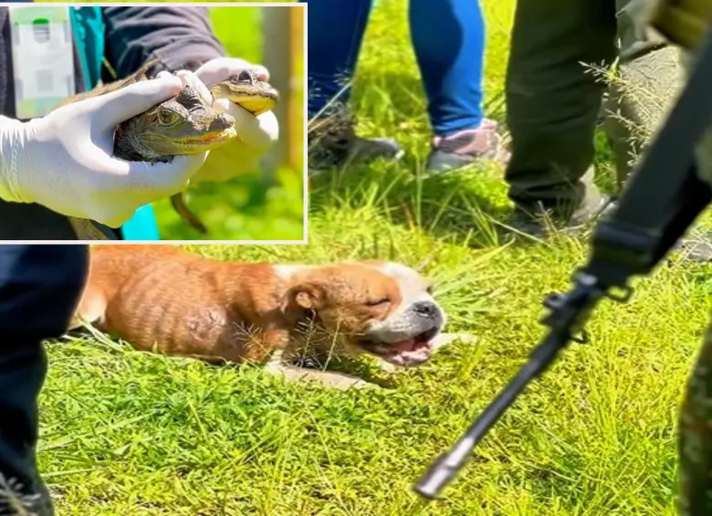 Adelante, las dos babillas encontradas en el operativo. Atrás uno de los perros rescatados. FOTO: imagen tomada de redes