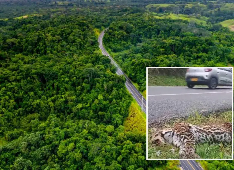 Adelante, un animal atropellado en un tramo de la nueva vía que lleva a Caucasia y al Mar Caribe por el Nordeste antioqueño. Atrás, panorámica del eje vial. Foto: Andrés Camilo Suárez Echeverry y cortesía.