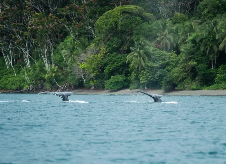 Nuquí combina ballenas con playas vírgenes y selvas biodiversas. Guapi y Buenaventura ofrecen acceso al Parque Nacional Natural Uramba Bahía Málaga, otra joya recomendada por la Gobernación del Valle del Cauca. FOTO: Cortesía.