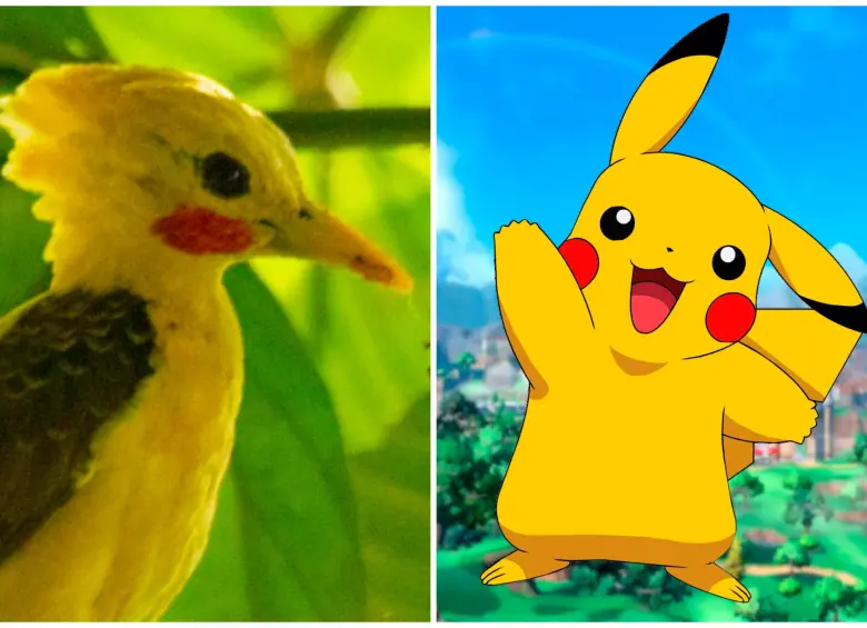 A la derecha el carpintero amarillo (Celeus flavus), a la izquierda el personaje más recordado de Pokémon. FOTOS Getty y Cortesía
