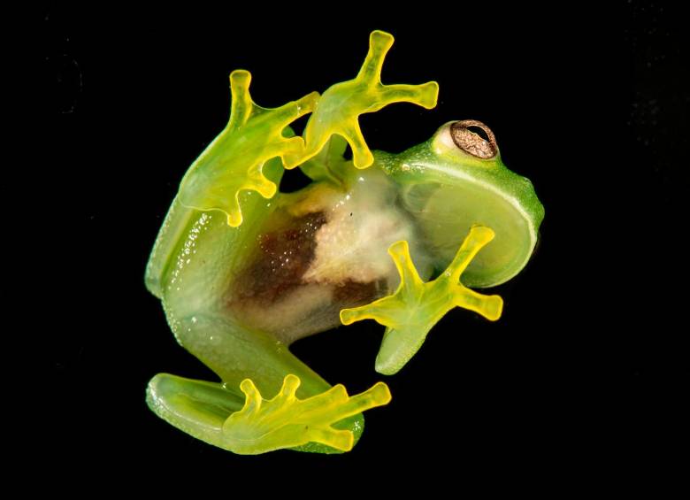 El Instituto Humboldt será el organizador local del evento, gracias a su experiencia en investigación y conservación de la biodiversidad. FOTO cortesía Instituto Humboldt 