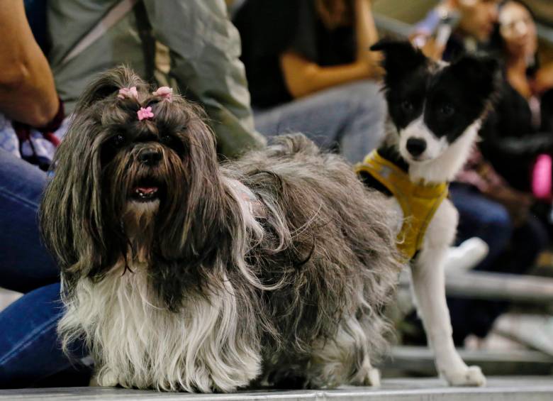 La primera edición de Expopet Medellín reunirá experiencias, formación y entretenimiento para tutores y animales de compañía. FOTO Colprensa