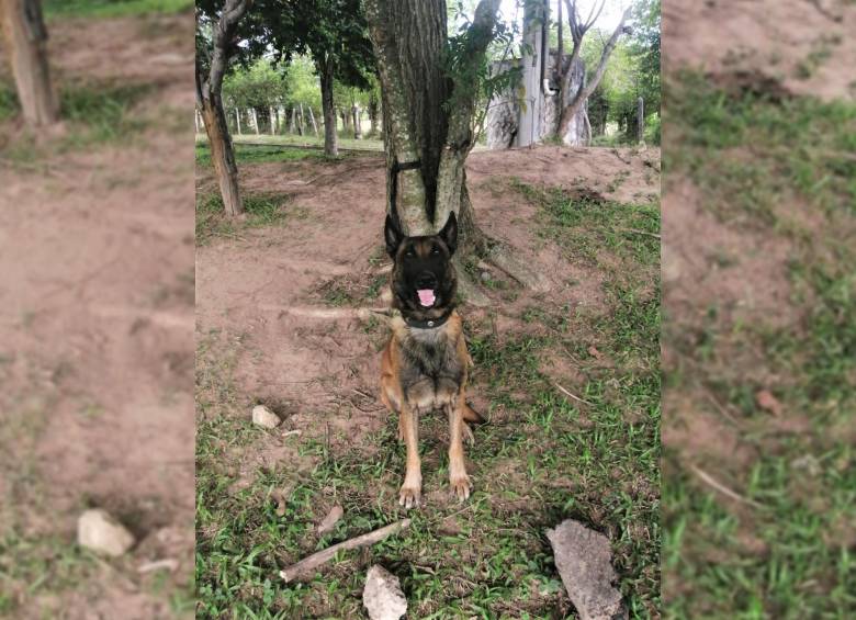 El valiente perro perdió una pata en medio del procedimiento. FOTO: COLPRENSA