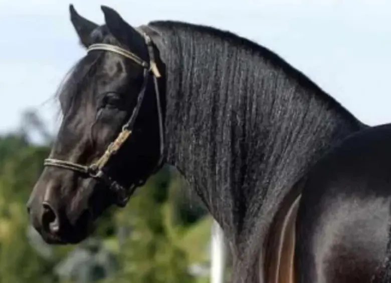 Él es Dulce Sueño de Lusitania, un caballo de paso fino considerado el más caro en la historia de Colombia. FOTO: Cortesía Agronegocios