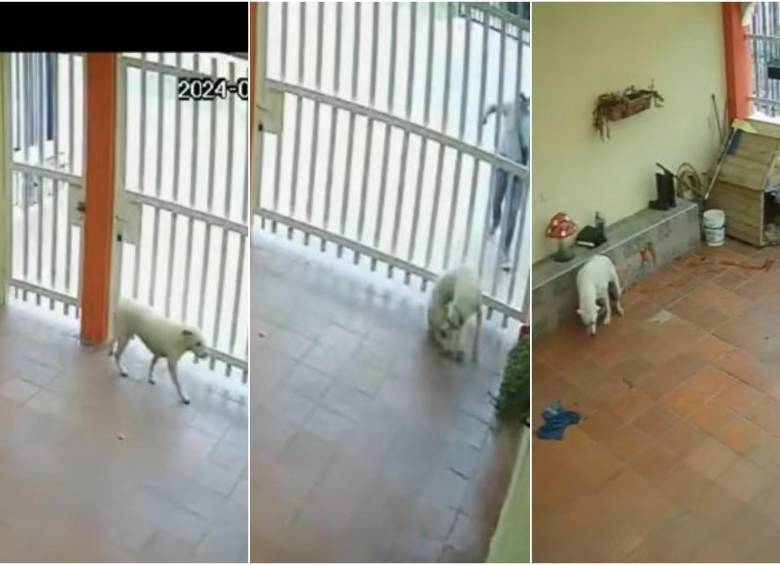 Momentos en los que la perrita, de nombre Kira, es atacada a disparos por un sujeto desconocido. FOTO: Captura de video