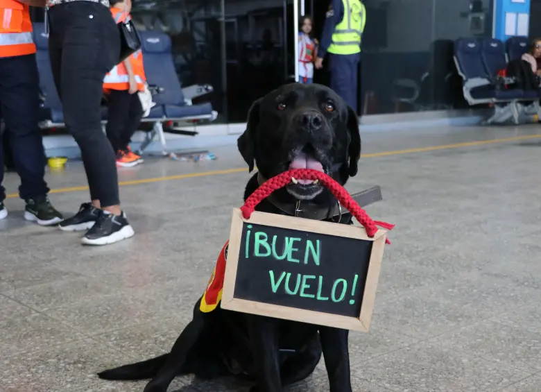 Uno de los caninos del cuerpo de rescatistas del aeropuerto. FOTO: Cortesía.