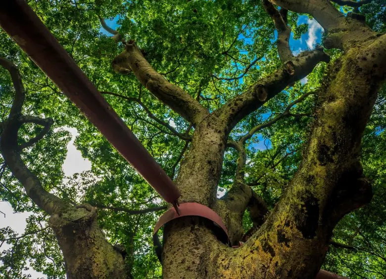 ¿Por qué el árbol algarrobo emana un olor fuerte en ciertas temporadas del año? FOTO: ANDRÉS CAMILO ECHEVERRY SUÁREZ