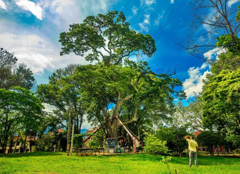 ¿Por qué el árbol algarrobo emana un olor fuerte en ciertas temporadas del año? FOTO: ANDRÉS CAMILO ECHEVERRY SUÁREZ