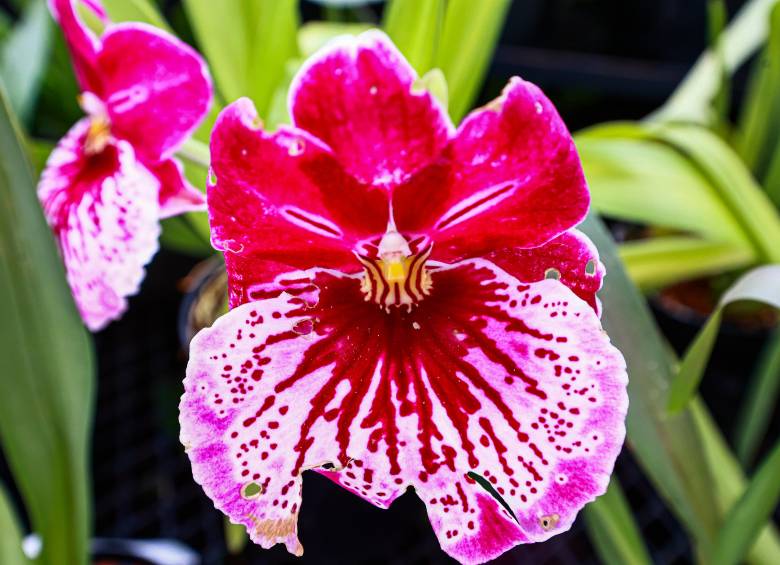 Las Miltoniopsis combina rico néctar y emulación de formas para atraer polinizadores. <b><span class=mln_uppercase_mln> </span></b>FOTO<b><span class=mln_uppercase_mln> manuel saldarriaga</span></b>» title=»Las Miltoniopsis combina rico néctar y emulación de formas para atraer polinizadores. <b><span class=mln_uppercase_mln> </span></b>FOTO<b><span class=mln_uppercase_mln> manuel saldarriaga</span></b>«> </p>
<p><span mlnid=