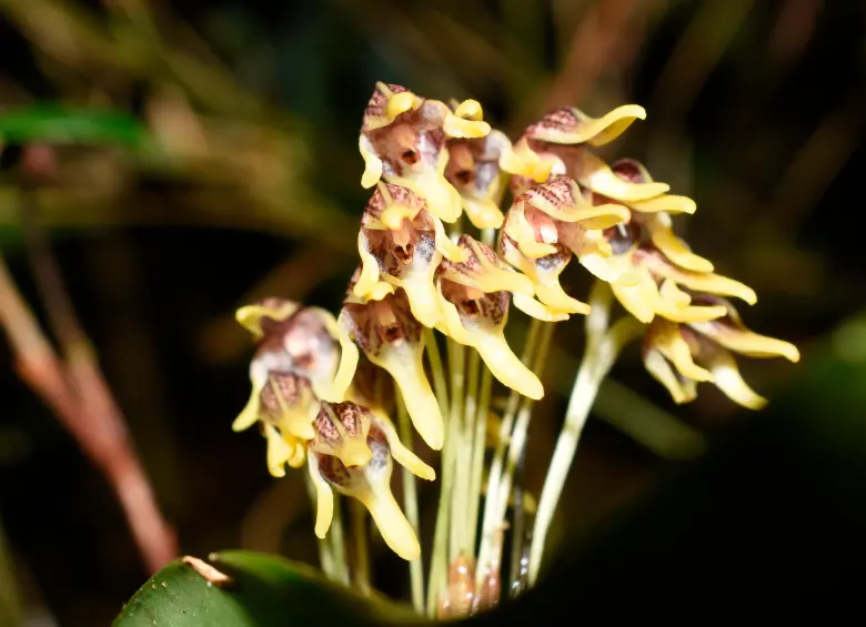 Esta nueva especie, la Pleurothallis maitamae, fue recientemente descubierta en Colombia. FOTO cortesía