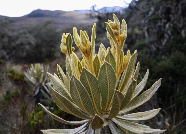 Ganaron los frailejones: el páramo del Sol seguirá cerrado al turismo