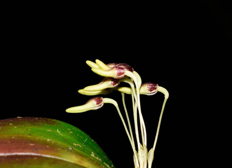 La ahora llamada comúnmente “orquídea Maitamá” fue descrita en la revista científica Phytotaxa y rinde homenaje al cacique Maitamá, líder indígena del cañón del río Arma. FOTO cortesía Cornare