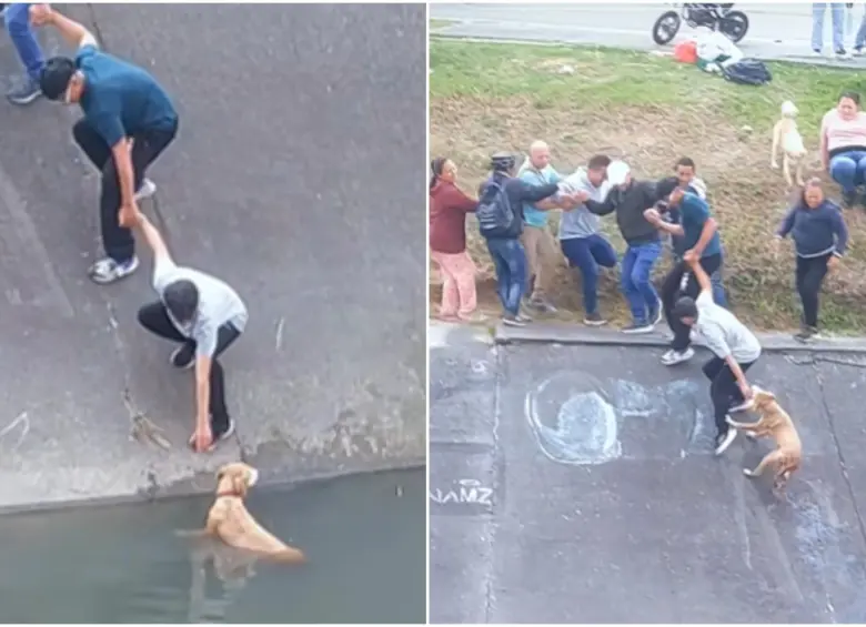 La última persona de la cadena humana buscando agarrar a la perrita para poder sacarla del caño. FOTO: Captura video de redes sociales @nicogallartdo