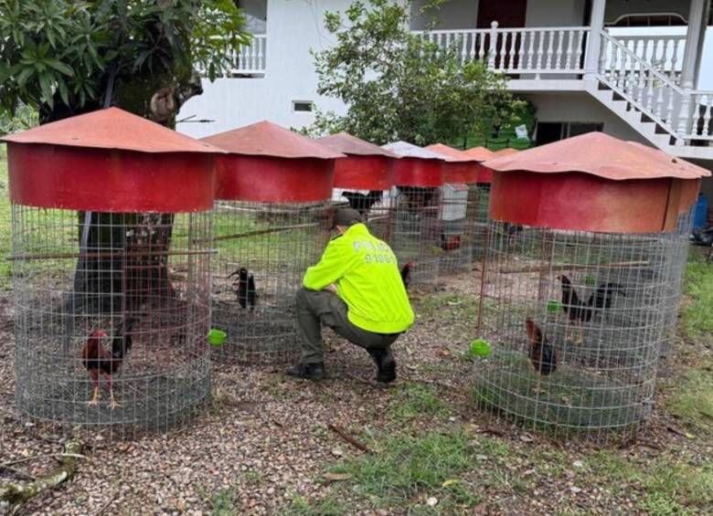 Según las autoridades, algunos de estos ejemplares tendrían un valor de hasta 8 millones de pesos en el mercado. FOTO: COLPRENSA