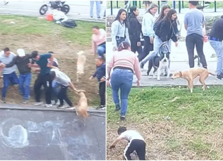 Momento en que la perrita fue sacada del caño a través de la cadena humana y luego sacudió para secarse. FOTO: Captura video de redes sociales @nicogallartdo