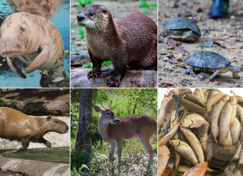 Manatí y otras especies en peligro por hipopótamos en el Magdalena Medio