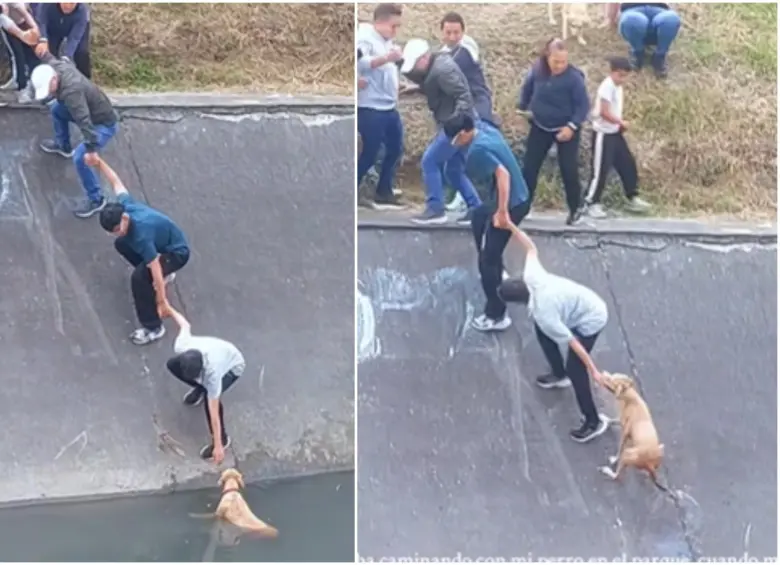 Varias personas se organizaron en forma de cadena humana para evitar que el animal fuera arrastrado por la corriente del caño. FOTO: Captura video de redes sociales @nicogallartdo