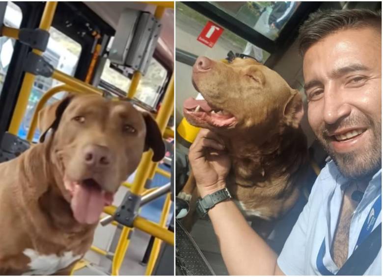 “Bruno”, como inicialmente le puso el conductor del bus al perro, se había perdido y casualmente se montó al bus sin pagar, buscando ayuda para volver a su hogar. Su verdadero nombre es Rocky. FOTO: Redes sociales @PlataformaALTO