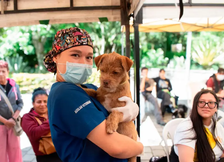 Las jornadas de bienestar incluyen esterilización, desparasitación y atención veterinaria básica para perros y gatos del Valle de Aburrá. FOTO cortesía Área Metropolitana del Valle de Aburrá