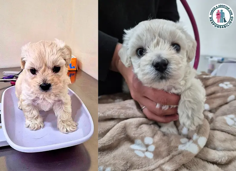 Ella es Mili, busca familia. FOTO: Adopta con responsabilidad