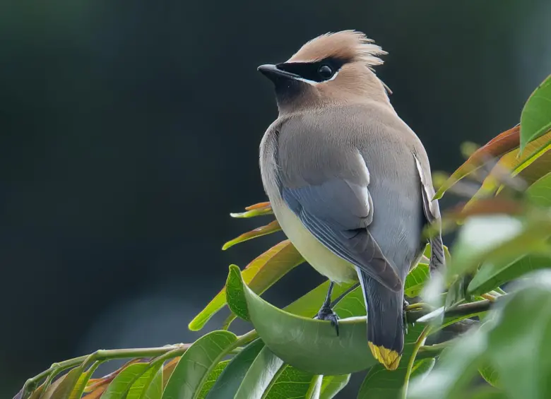 Una de las fotos tomadas al pájaro de las alas de cera. FOTO: Cortesía Juan David López Fernández