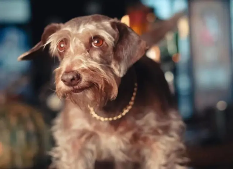 Uno de sus excesos era comprar joyas de oro para su perro. Foto: Policía Bogotá
