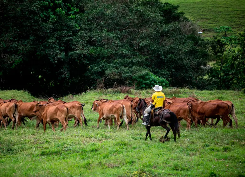 Con el piloto, los productores podrán acceder a mercados digitales para comercializas sus productos agropecuarios. FOTO: Camilo Suárez