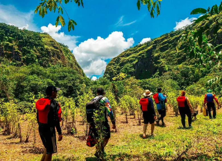 Negocio de la coca colombiana movería más que las remesas y las exportaciones de petróleo 