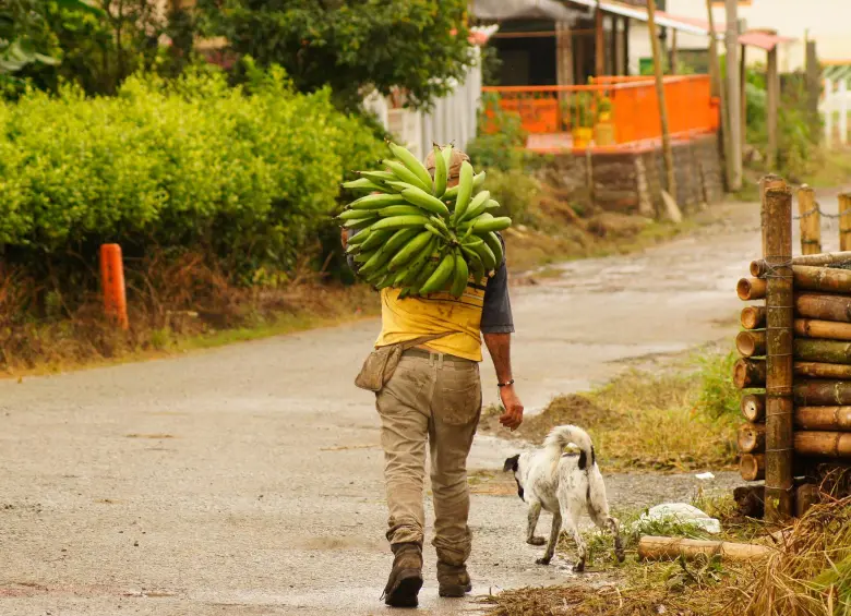 Los pequeños agricultores latinoamericanos, base de la seguridad alimentaria regional, enfrentan el cambio climático con escasos recursos y apoyo limitado. FOTO Pixabay Los pequeños agricultores latinoamericanos, base de la seguridad alimentaria regional, enfrentan el cambio climático con escasos recursos y apoyo limitado. FOTO Pixabay