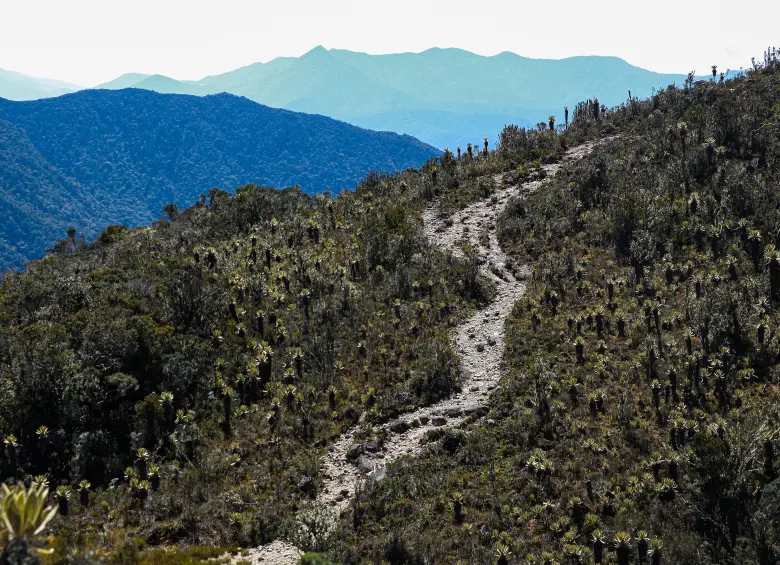 Los tres años de cierre para actividades turísticas permitió la recuperación de las poblaciones de frailejones y otras especies, incluso hay evidencias de mayor presencia del oso andino. FOTO manuel saldarriaga