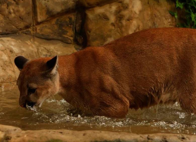 La joven puma presentaba un alto grado de amansamiento, por que lo que liberarla era condenarla a la muerte. FOTO: CORTESÍA CORANTIOQUIA