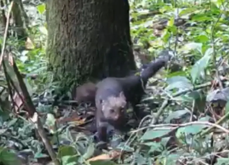 Los jaguarundí fueron avistados en el corregimiento El Manzanillo, de Itagüí, con cámaras trampa instaladas por los guardabosques de la Alcaldía de Itagüí. FOTO: Cortesía Alcaldía de Itagüí