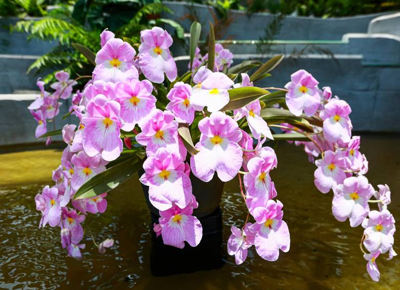 Esta josefina es el mejor ejemplar en el mundo en su tipo. Tiene dos premios por la American Orchid Society. FOTO: MANUEL SALDARRIAGA