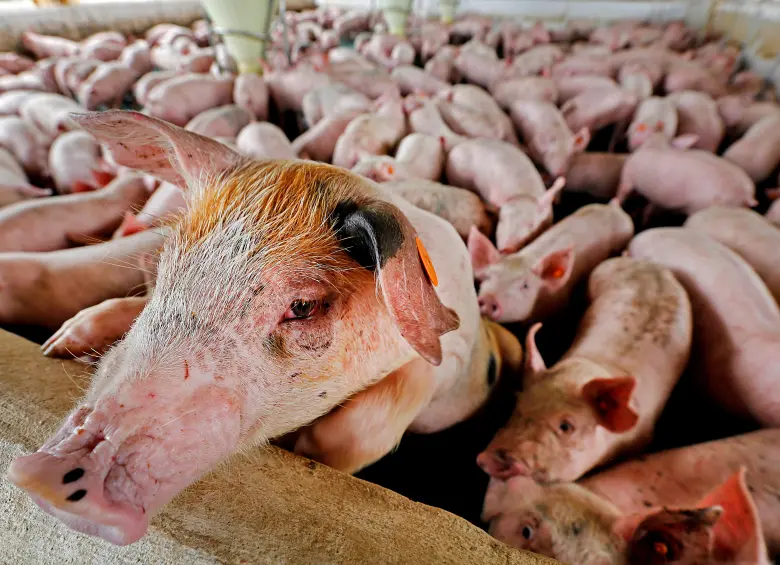 La Peste Porcina Africana (PPA) nunca ha estado en el territorio nacional. FOTO EL COLOMBIANO