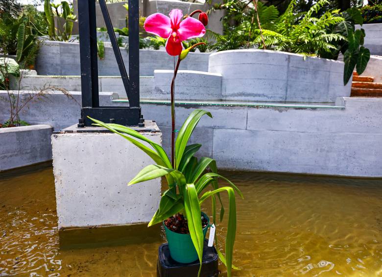 <i>Phragmipedium kovachii,</i> de la aclamada familia de los zapaticos. Esta es la gigantesca especie que apareció en Perú hace 24 años. FOTO: MANUEL SALDARRIAGA» title=»<i>Phragmipedium kovachii,</i> de la aclamada familia de los zapaticos. Esta es la gigantesca especie que apareció en Perú hace 24 años. FOTO: MANUEL SALDARRIAGA»> </p>
<p><span mlnid=