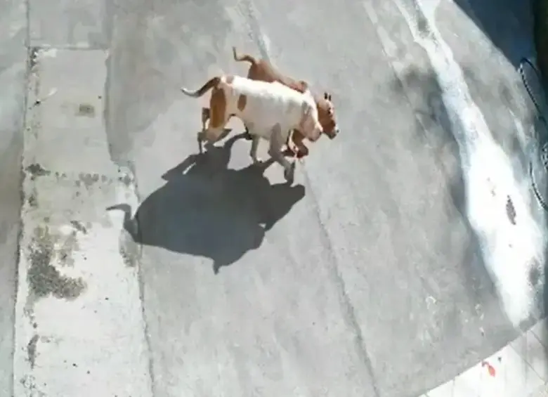 Los dos animales, cuyo dueño se presume vive en el sector, causaron muerte a su paso el pasado 11 de agosto. IMAGEN TOMADA DEL VIDEO