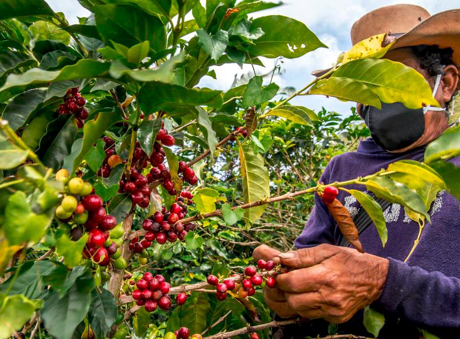 Los cafeteros de Antioquia se quejan de que están trabajando a pérdida. FOTO: Archivo EL COLOMBIANO