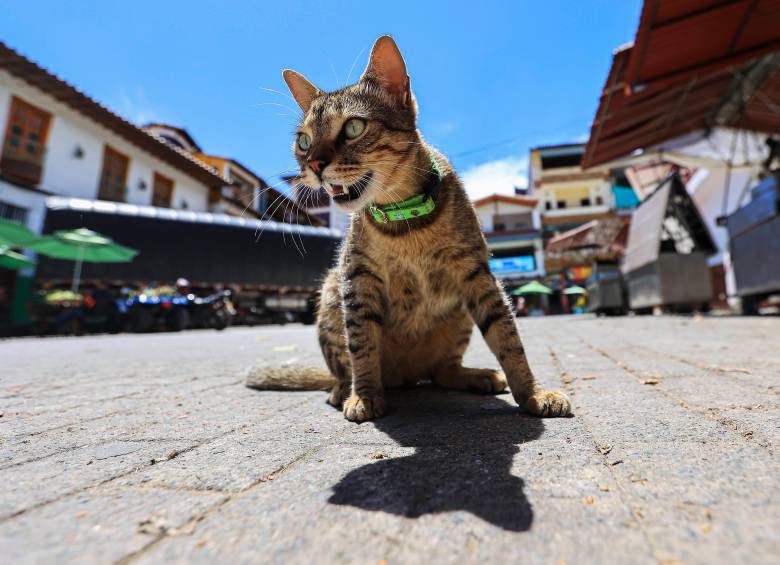 ¿Tu gato entiende cuando le hablas?