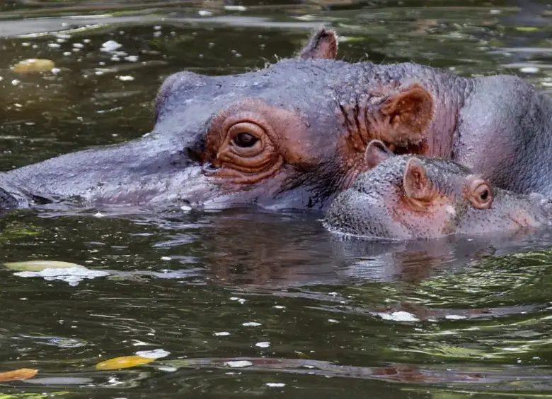 Hipopótamos en el Magdalena Medio. Foto: EL COLOMBIANO