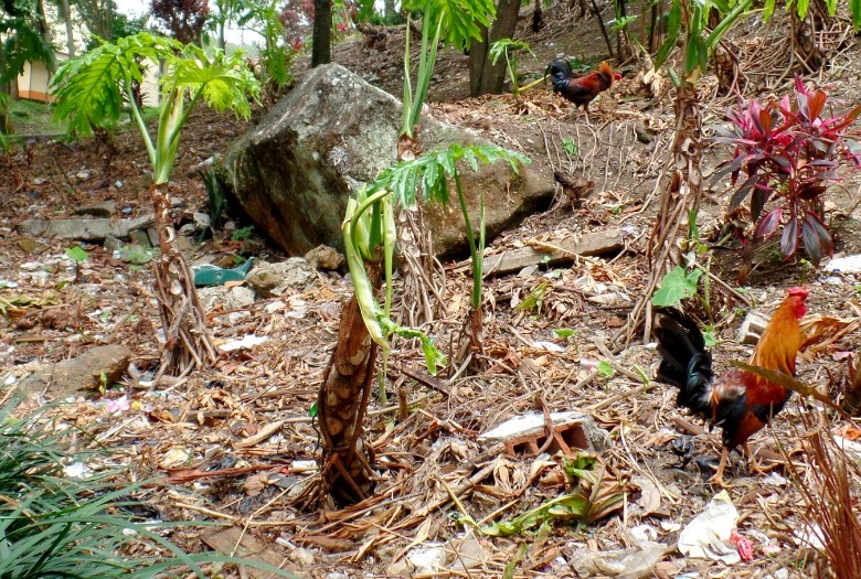 Iguanas, conejos, gallos pollos y otras especies que habitan el Parque Lineal La Tinaja viven entre la basura.