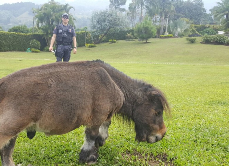 Según la Fiscalía, en Envigado se encontró un poni. Foto Cortesía