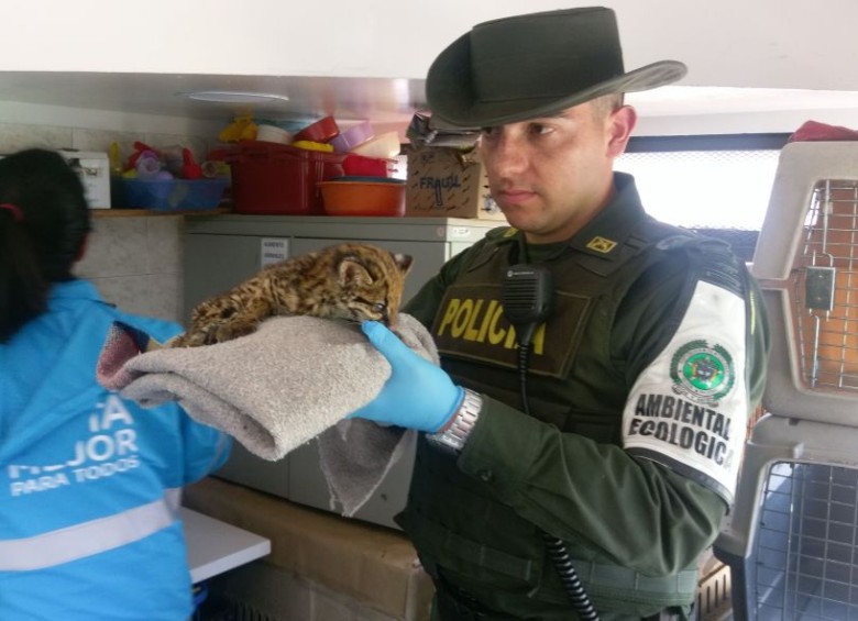 Rescatan a un leopardo en las calles de Bogotá