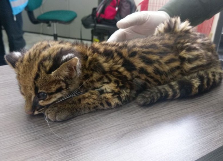 Rescatan a un leopardo en las calles de Bogotá