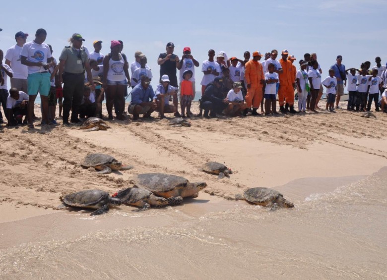 Las tortugas que serán liberadas están en peligro de extinción. De las jornadas de liberación participarán las comunidades cercanas. Crédito: Armada Nacional
