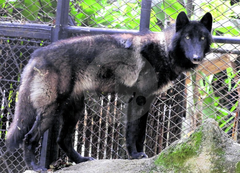El fin de semana pasado, el lobo de La Estrella fue trasladado del centro de cuarentena del zoológico Santa Fe a una jaula vecina de los jaguares y los pumas. FOTO donaldo zuluaga. 