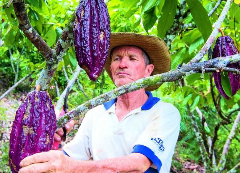 Una de las empresas ganadoras fue la Asociación Municipal de Cacaocultores de Anorí (foto). En cinco días se cierra una nueva convocatoria de los premios Emprender Paz. FOTO Donaldo Zuluaga