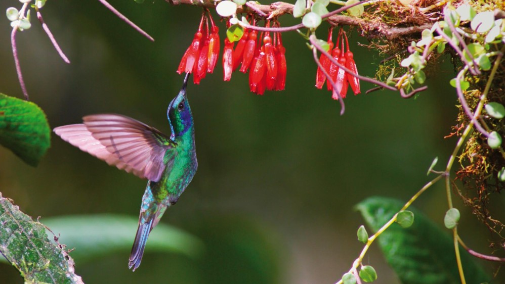 La gran mayoría de parques tienen observación de fauna y flora como, por ejemplo, el Parque Nacional Natural Amacayacu (Amazonas). FOTO Cortesía - Éxito