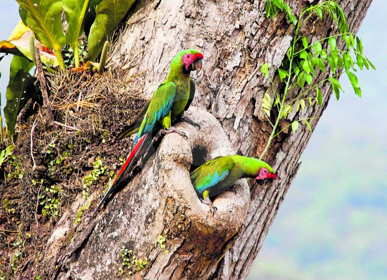 El libro da cuenta de la amplia diversidad de aves que habita el Norte de Antioquia. FOTO: DONALDO ZULUAGA